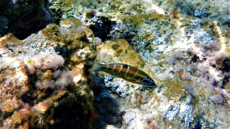 Cala Codolar: Guided Sea Kayaking and Snorkeling Tour - Should You Book Cala Codolar Kayaking and Snorkeling?