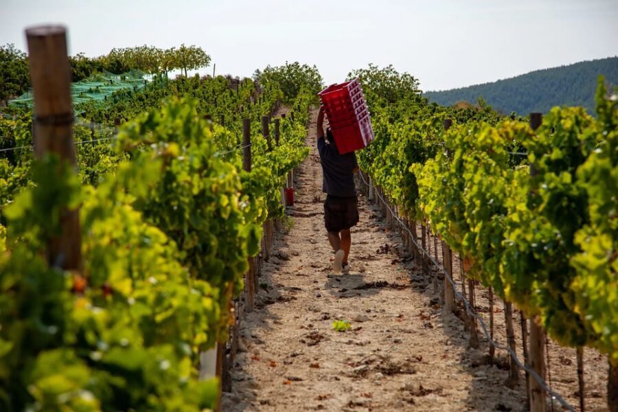 Discover the Essence of Ibiza’s rich wine culture - Key highlights worth marking on your map
