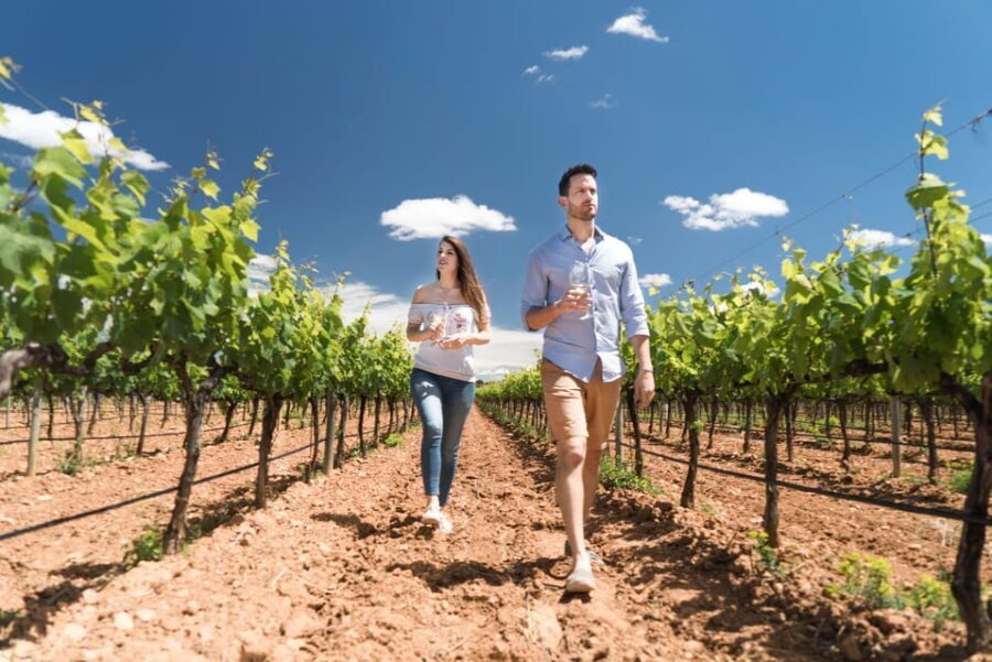 Discover the Essence of Ibiza’s rich wine culture - The 1.5-hour plan: what you get, and what you won’t