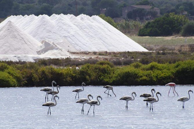 Ibiza Island Tour: Punta Arabi Local Market - A smart Ibiza loop: nature, viewpoints, and a market stop