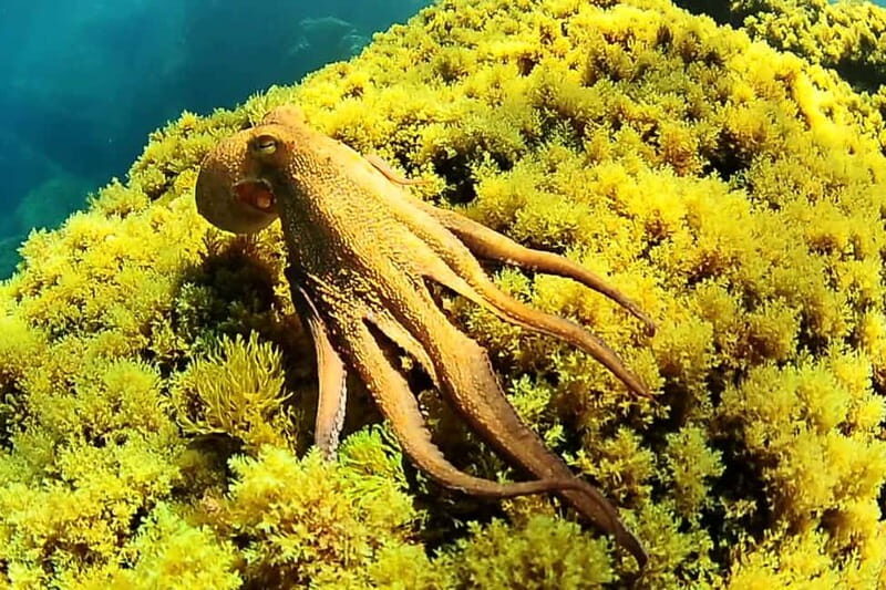 Ibiza Scuba Diving for Beginners and Snorkeling - Key Reasons This Ibiza Course Works So Well