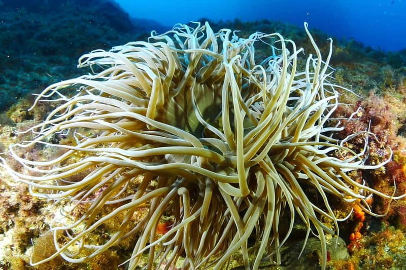 Ibiza Scuba Diving for Beginners and Snorkeling - Snorkeling Options From the Boat (Great for Mixed Groups)