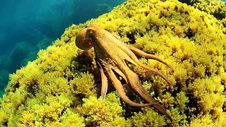Ibiza: Snorkeling and SUP Paddle, Beach and Cave Boat Tour - Key things that make this tour worth your time