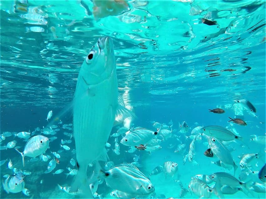 Ibiza: Snorkeling and SUP Paddle, Beach and Cave Boat Tour - Snorkeling gear and SUP: what’s included, and how to make it easy