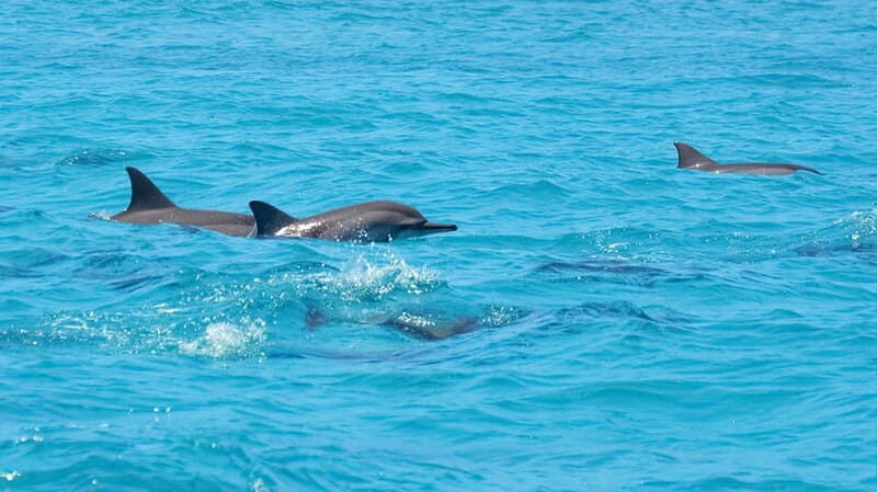 Santa Eulalia: Jet Ski Tour with Optional Dolphin Searching - Picking the Right Tour Length: 30 Minutes vs 1 Hour vs 2 Hours