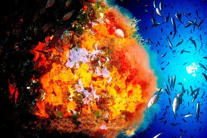 Scuba Diving Baptism and Snorkeling in Ibiza - From Pier to Cliff Bay: the 4-hour plan at a glance