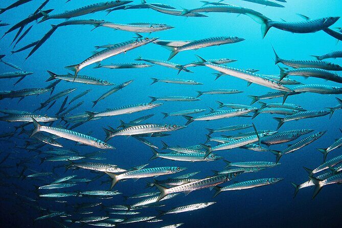 Scuba Diving Baptism and Snorkeling in Ibiza - Who should book this, and who should skip it